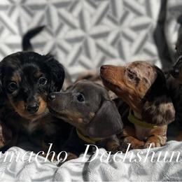 Dachshund Puppies from Camacho_Dachshunds