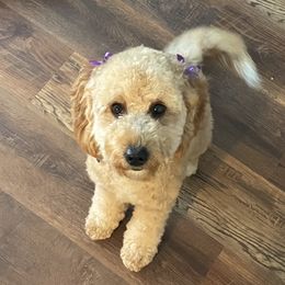 Gwenny - Goldendoodle