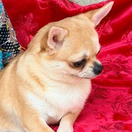 Margarita - Fawn female Chihuahua puppy in Allentown, Pennsylvania from Tsunami Cockers & Chihuahuas