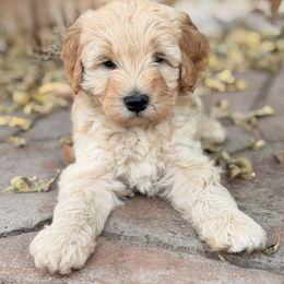 Audi - Apricot male Goldendoodle puppy in Bethany, Oklahoma from Daisy Mae Doodles