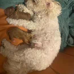 Poodle Puppies from Jamilette Delatorre's Poodles