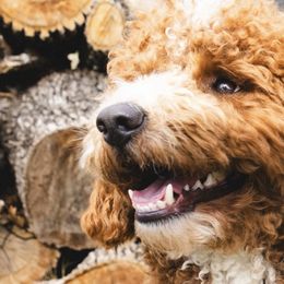 Aussiedoodles and Goldendoodles from Thompson Doodles
