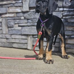Girl 3 - Black Great Dane puppy in Ohio from Loyal-Loves Great Danes