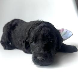 Cricket - Black male Goldendoodle puppy in Mount Pleasant, Tennessee from Doodle My Heart