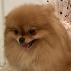 Mia - Pomeranian