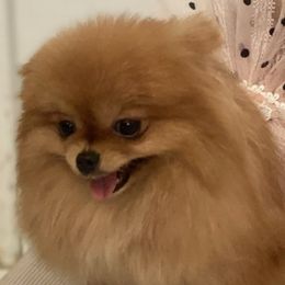 Mia - Pomeranian