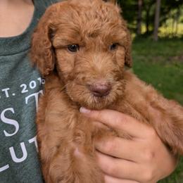Not available - Red  male Goldendoodle puppy in Jackson, Michigan from Truth and Liberty Family Farm