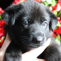 G - Black female German Shepherd puppy in Yakima, Washington from Bahr-S German Shepherds