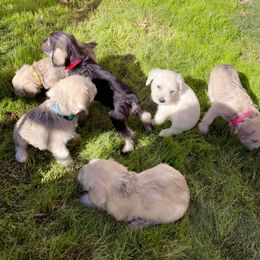"Our first time on grass " Miniature Schnauzer Puppies from D&D Mini Schnauzers
