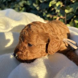 Girl 2 - Red Cavapoo puppy in Pleasant Grove, Utah from Puppy Buddy USA