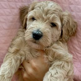 Double Doodle Puppies from Riverside Doodles in Seattle