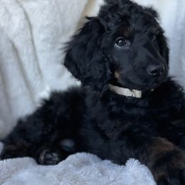 Storm (white collar) - Poodle puppy in Burley, Idaho from Soul Poodiful