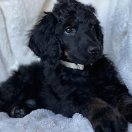 Storm (white collar) - Poodle puppy in Burley, Idaho from Soul Poodiful