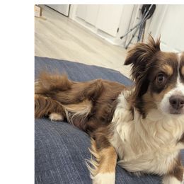 Miniature Australian Shepherds from Laurie Chason