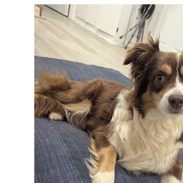Miniature Australian Shepherds from Laurie Chason