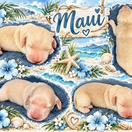 Maui - Cream male Dachshund puppy in High Hill, Missouri from High Hill Hounds