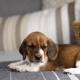 Mocha - Brown black and white female Basset Hound puppy in Idaho from Welcome Home Bassets