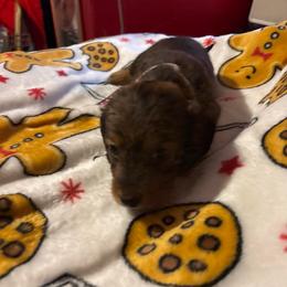 White collar - Black and tan male Dachshund puppy in San Antonio, Texas from Bear Bear's House of Doxies