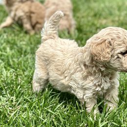 Australian Labradoodle Puppies from Tiny Treasures Australian Labradoodles