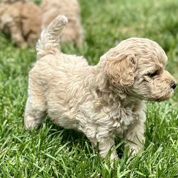 Australian Labradoodle Puppies from Tiny Treasures Australian Labradoodles