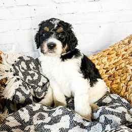 Cosmo - Tri-color Bernedoodle puppy in Lehi, Utah from Larsen Litters