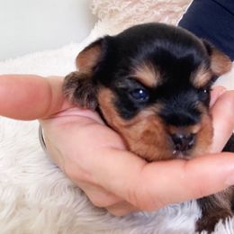 Boy 1 - Black and tan male Yorkshire Terrier puppy in Willow Grove, Pennsylvania from Willow Grove Yorkie