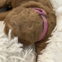 Poodle Puppies from Paw Prints Of Poodles and Doodles.