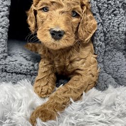 Goldendoodle and Labradoodle Puppies from Must Love Doodles