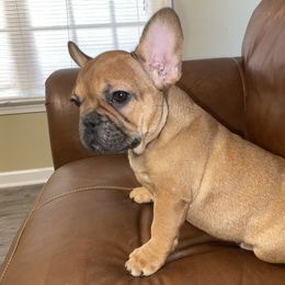 Girl 1 - Fawn and white French Bulldog puppy in Greensboro, North Carolina from Ideal Frenchies LLC