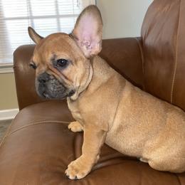 Girl 1 - Fawn and white French Bulldog puppy in Greensboro, North Carolina from Ideal Frenchies LLC