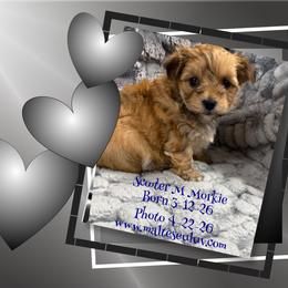 Scooter M Morkie - Black and gold male Morkie puppy in Silverhill, Alabama from Malteseuluv’s Tiny Treasurers