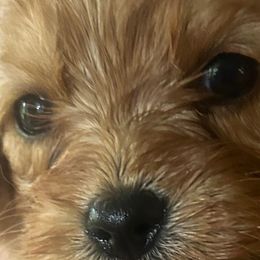 Cavalier King Charles Spaniels and Cavapoos from Patti’s Puppies