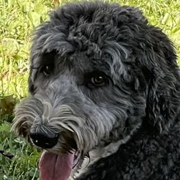 Luna - Sheepadoodle
