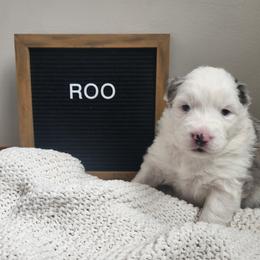 Girl 2 - female Australian Shepherd puppy in Lititz, Pennsylvania from Skyview Aussies