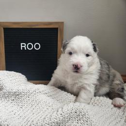 Girl 2 - female Australian Shepherd puppy in Lititz, Pennsylvania from Skyview Aussies