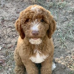 Goldendoodle and Labradoodle Puppies from Endless Pawsabilities Breeding and Training