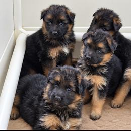 Boy 1 - Black and red male German Shepherd puppy in Beaverdam, Virginia from Mayhew German Shepherds (formerly B&R Kennel)