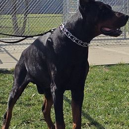 Cash - Doberman Pinscher
