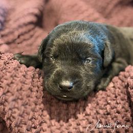 Purple Girl - Black female Labrador Retriever puppy in Colorado from Albrecht Farms Labrador Retrievers