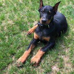 Doberman Pinscher Puppies from Jensen Dobermans