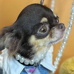Chihuahuas and Poodles from Toypoodle.86