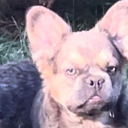 French Bulldogs from High Lakes Frenchies