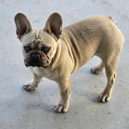 Nala - Fawn female French Bulldog puppy in Yellowstone County, Montana from JNS Frenchies