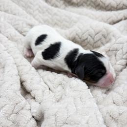 Juliet - Tri-color female Cavapoo puppy in Awendaw, South Carolina from LierChonPoo