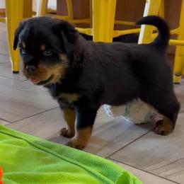 Purple girl - Black and tan female Rottweiler puppy in Indianapolis, Indiana from Rottgang Rottweilers