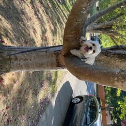 Cavalier King Charles Spaniel, Cavaton, and Coton de Tulear All Grown Up from Lakeshore Cavatons