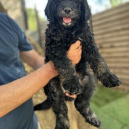 Goldendoodle Puppies from Simply Doodles Ojai