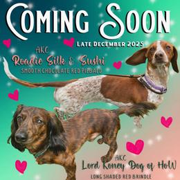 Dachshund puppies from Wayward Home Dachshunds