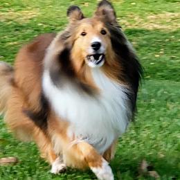 Shetland Sheepdog All Grown Up from Jammin' Shelties