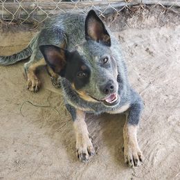 Mia - Australian Cattle Dog